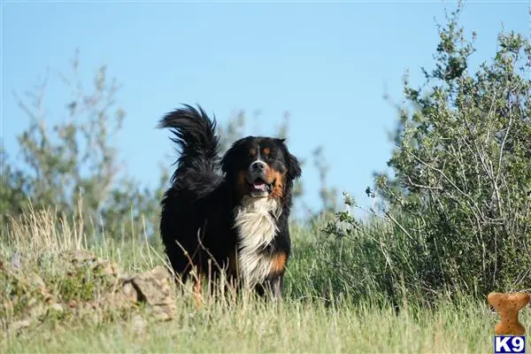 Bernese Mountain Dog stud dog