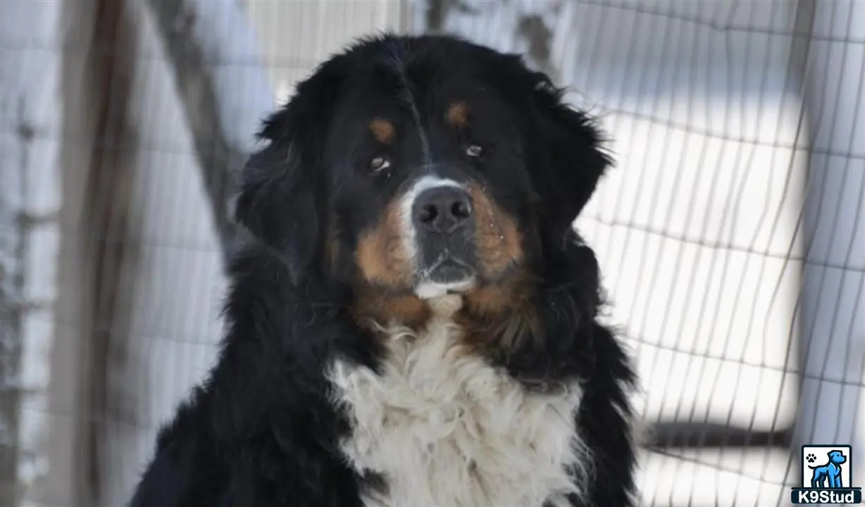 Bernese Mountain Dog