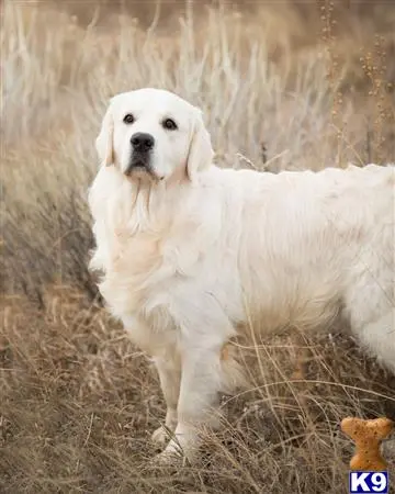 Golden Retriever stud dog