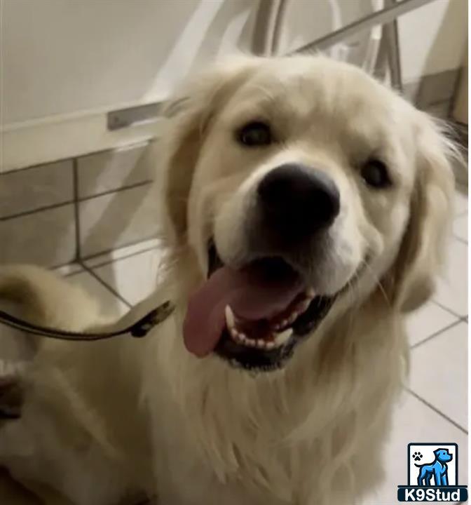 a golden retriever dog with its mouth open