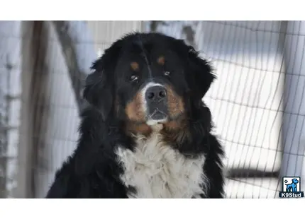 a black and white bernese mountain dog dog