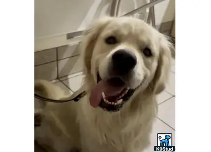 a golden retriever dog with its mouth open