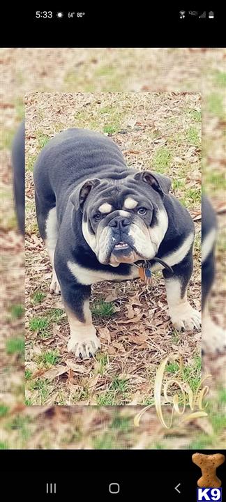 a english bulldog dog standing on grass