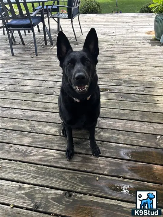 German Shepherd