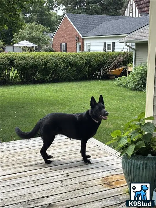 German Shepherd female dog