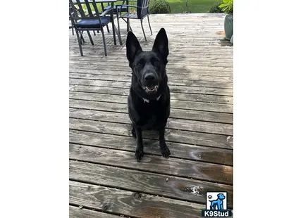 German Shepherd