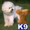 Bichon Frise stud dog