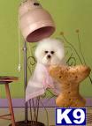 Bichon Frise dog