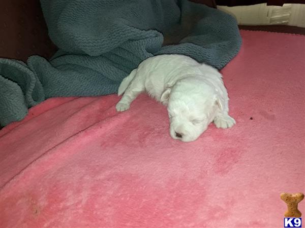 a bichon frise dog lying on a pink carpet