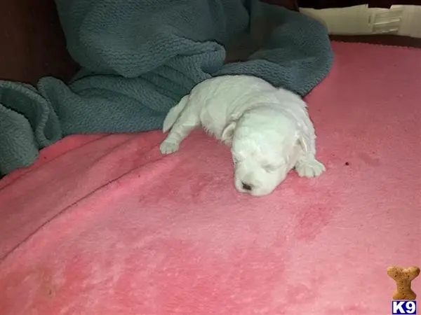 Bichon Frise puppy for sale