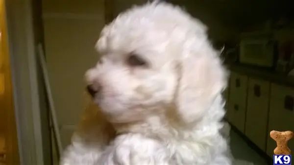 Bichon Frise puppy for sale