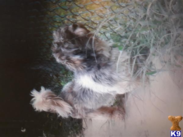 a cat lying on its back
