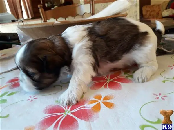 Shih Tzu puppy for sale