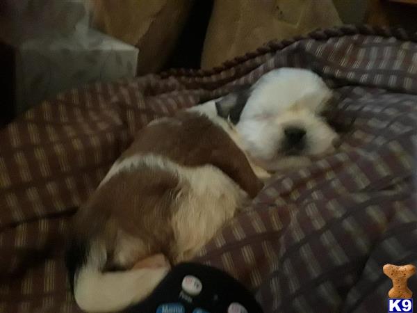 a shih tzu dog lying on a blanket