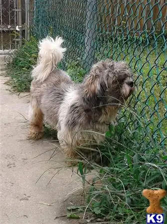 Shih Tzu stud dog