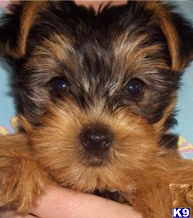 Yorkshire Terrier stud dog