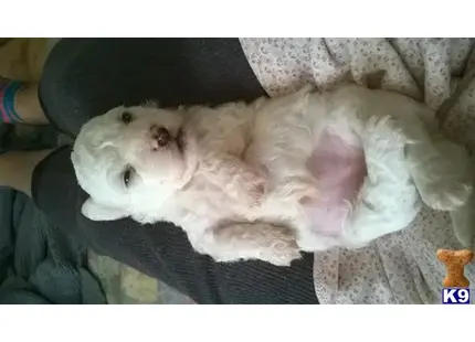 Maltipoo