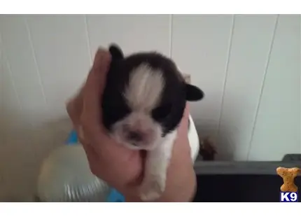 Shih Tzu