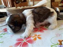 shih tzu puppy posted by galebichon
