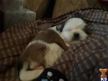 shih tzu puppy posted by galebichon