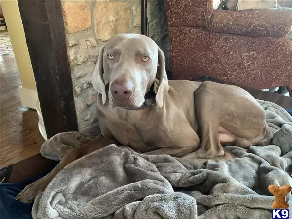 Weimaraner stud dog