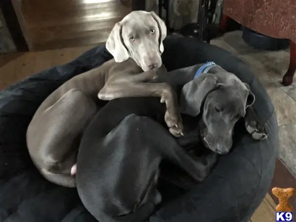 Weimaraner stud dog