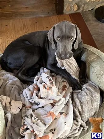 Weimaraner stud dog