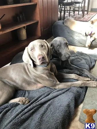 Weimaraner stud dog