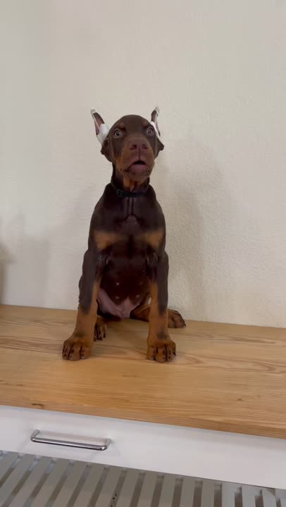 Doberman Pinscher puppy video