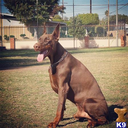 Doberman Pinscher stud dog