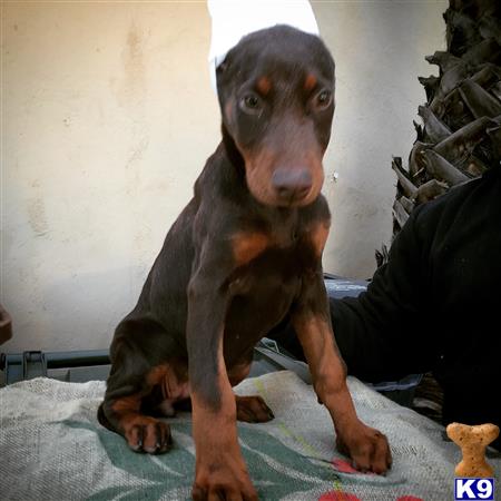 doberman pinscher puppy posted by gantoine1