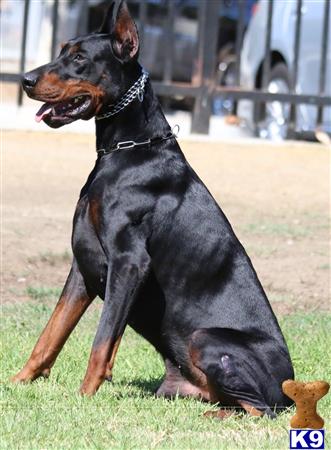 Doberman Rescue Near Long Beach Ca Doberman Rescue Near Long Beach Ca