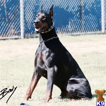 Doberman Pinscher stud dog