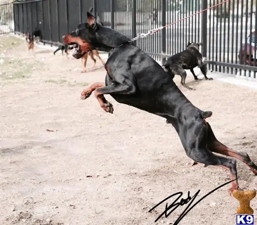 Doberman Pinscher stud dog