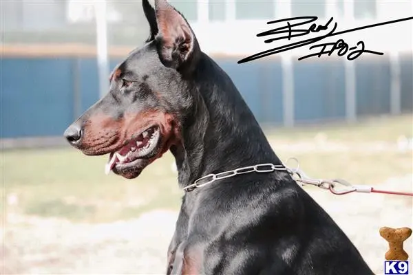 Doberman Pinscher stud dog