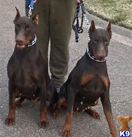 doberman pinscher