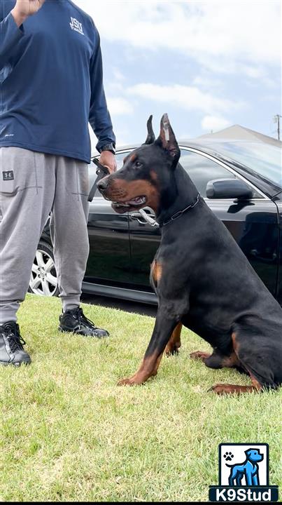 a doberman pinscher dog running in front of a car