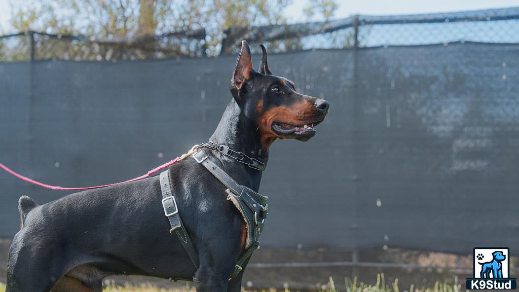 a doberman pinscher dog wearing a harness