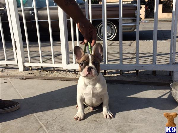 french bulldog puppy posted by gantoine1