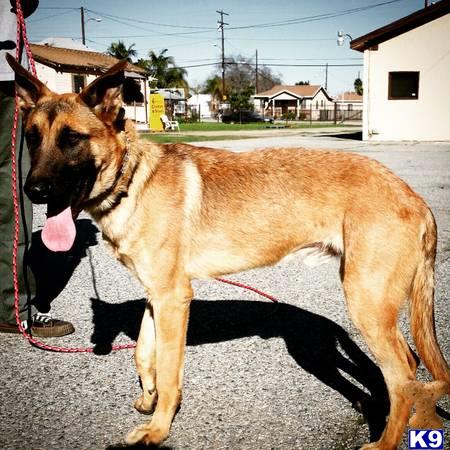 German Shepherd dog