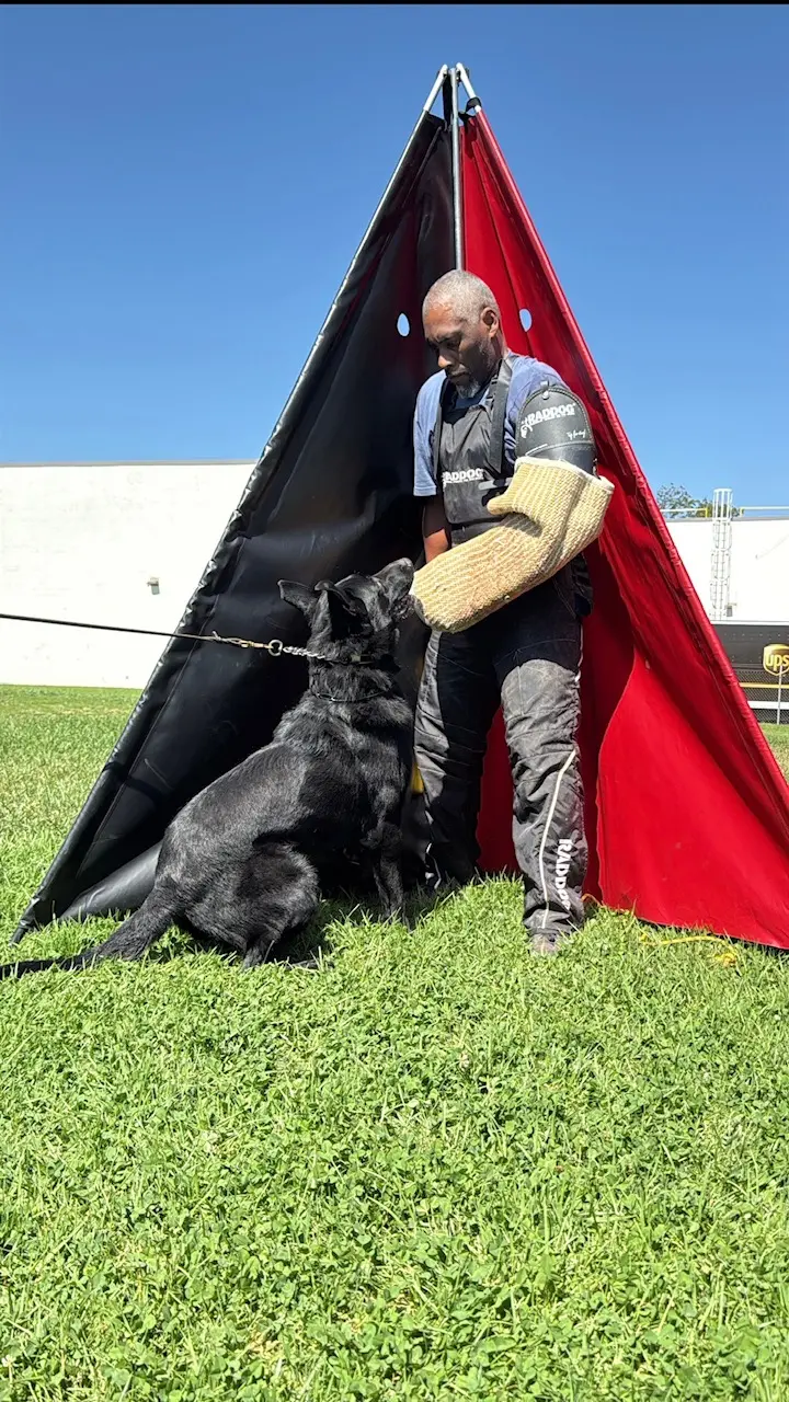 German Shepherd dog for sale: Black dog sitting in front of a red and black tent