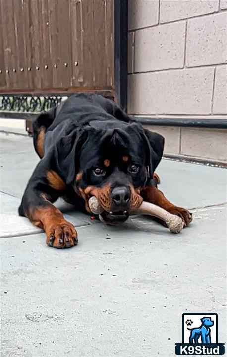 a rottweiler dog lying on the ground