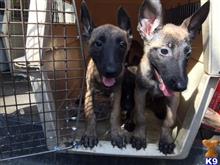 belgian malinois puppy posted by gantoine1