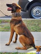 belgian malinois puppy posted by gantoine1