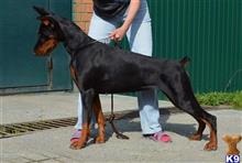 doberman pinscher puppy posted by gantoine1
