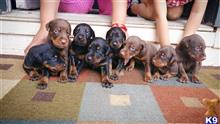 doberman pinscher puppy posted by gantoine1