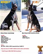 doberman pinscher puppy posted by gantoine1
