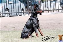 doberman pinscher puppy posted by gantoine1