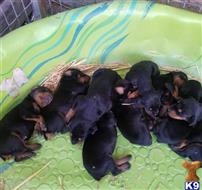 doberman pinscher puppy posted by gantoine1