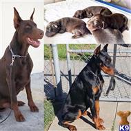 doberman pinscher puppy posted by gantoine1